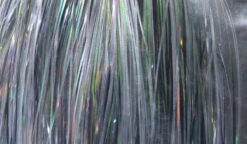 Flashabou -Angelexperte lS6890Xo 1