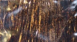 Flashabou -Angelexperte yeNE f4w